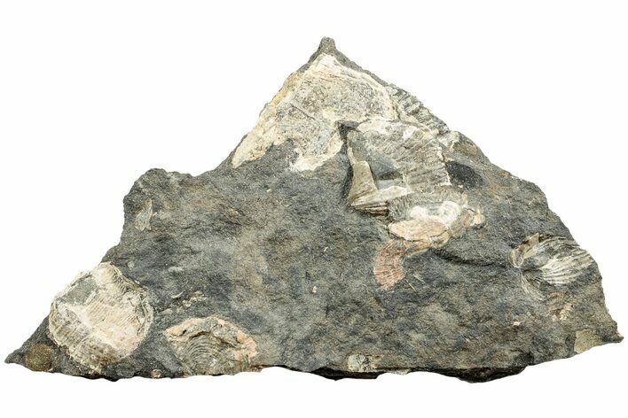 Pennsylvanian Fossil Brachiopod Plate - Kentucky #224676